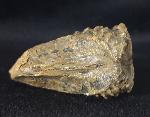 Scaphotrigonia navis (LAMARCK 1819) - Bild &copy; FossNet FossilienStore